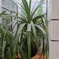 گله خانگی با گلدان سفالی