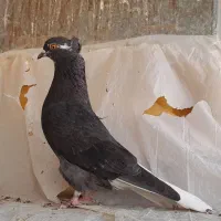 کبوتر نروماده|پرنده|ساوه, |دیوار