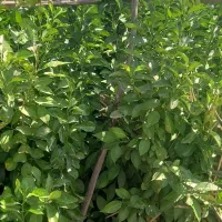 نهالستان باغداران جنوب|خدمات باغبانی و درختکاری|شیراز, حافظیه|دیوار