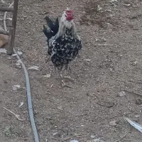 خروس گلین|حیوانات مزرعه|شیراز, کیان آباد|دیوار