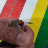 ابرو سفید سه کرمونی