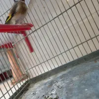 سهر سیره|پرنده|بروجرد, |دیوار