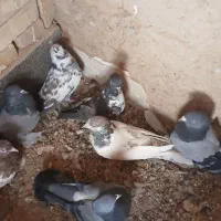 کبوتر|پرنده|بروجن, |دیوار