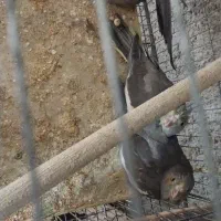 جوجه سرلاکی عروس هلندی|پرنده|جم, |دیوار