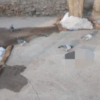 کفتر جفتگاه و پرشی عالی  معاوضه