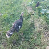 واکسن خورده سلام|حیوانات مزرعه|سنگر, |دیوار