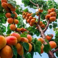 نهال زردآلو عسگرآباد مقاوم به سرمای بهاره|خدمات باغبانی و درختکاری|تهران, دکتر هوشیار|دیوار
