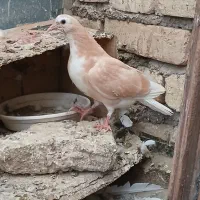 دمگیر زرد|پرنده|اصفهان, آفاران|دیوار