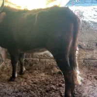 گاوگوساله دار ماده شکم اول