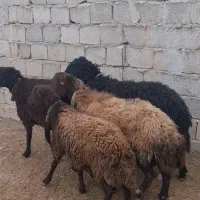 شیشک افشاری