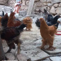 خروس برهما|حیوانات مزرعه|تهران, بریانک|دیوار