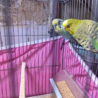 مرغ عشق با تخم و جوجه