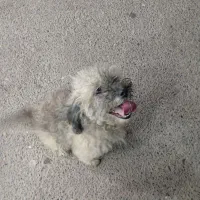 سک پاکوتاه|سگ|آستانه اشرفیه, |دیوار