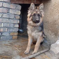 سگ ژرمن ترکیبی