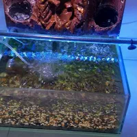 آکواریوم باماهی|ماهی|رشت, بوسار|دیوار