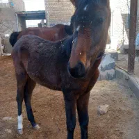 باسلام کره نریان ۵ماهه پدر مادر یورقه