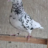 کبوتر هما