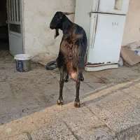 بزپاکستانی|حیوانات مزرعه|سنگدوین, |دیوار