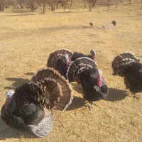 بوقلمون نر محلی ۲ساله|حیوانات مزرعه|دیواندره, |دیوار