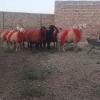 فروش میش داشتی