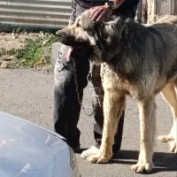 سگ سرابی