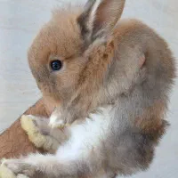خرگوش لپ ۳۰روزه