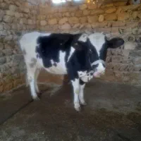 فروش گاو و گوساله|حیوانات مزرعه|کوهدشت, |دیوار