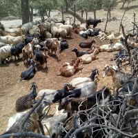 بز غاله معاوضه با ماشین|حیوانات مزرعه|تهران, جماران (نیاوران)|دیوار