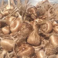 پیاز زعفران