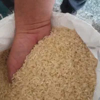 برنج کامفیروزی اصل