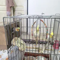 عروس هلندی مولد و سخنگو