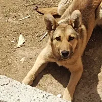 سگ ژرمن
