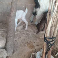 بز نیم گوشت