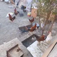 مرغ و خروس تخم گذار