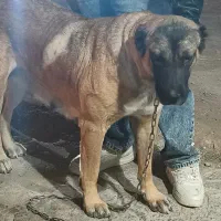 ماده سگ افغان اصیل قیمت 7میلیون تومان|سگ|بیرجند, |دیوار