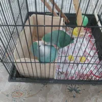 دو عدد طوطی برزیلی خوش رنگ|پرنده|ری, هاشم‌آباد|دیوار