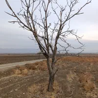 درخت وچوب خشک