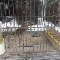 مرغ‌مینا‌سخنگو‌۲عروس‌یک‌ساله‌سره‌۳عدد‌بخون|پرنده|شاهدشهر, |دیوار