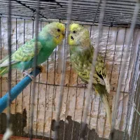 جفت مرغ عشق اسپانگل و رنگین کمانی|پرنده|شیراز, آزادی|دیوار