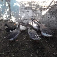 قوغاز      اردک