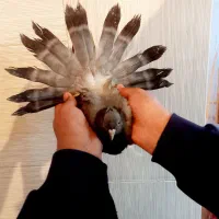 کبوتر سبز کاکلی به شرط|پرنده|شهرکرد, |دیوار