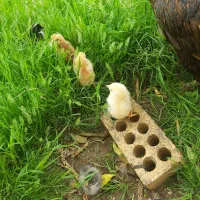 تخم مرغ محلی