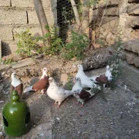 کبوتر تکپر|پرنده|کلاله, |دیوار
