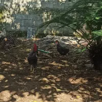 مرغ و خروس آمروک|حیوانات مزرعه|سلمانشهر, |دیوار