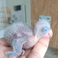 فروش راهب مولد ب دلیل جمع آوری سالن|پرنده|اندیشه, اندیشه فاز ۲|دیوار