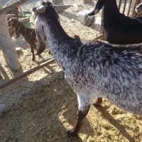 باسلام بزپاکستانی درجه یک|حیوانات مزرعه|بیرجند, |دیوار