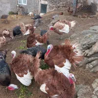 بوقلمون محلی|پرنده|سقز, |دیوار