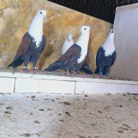 کبوتران علی خلیلی