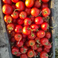 فروش گوجه فقط کیلوی 25
