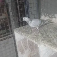 کبوتر چادری .یک جفت مساحتی|پرنده|صفادشت, |دیوار